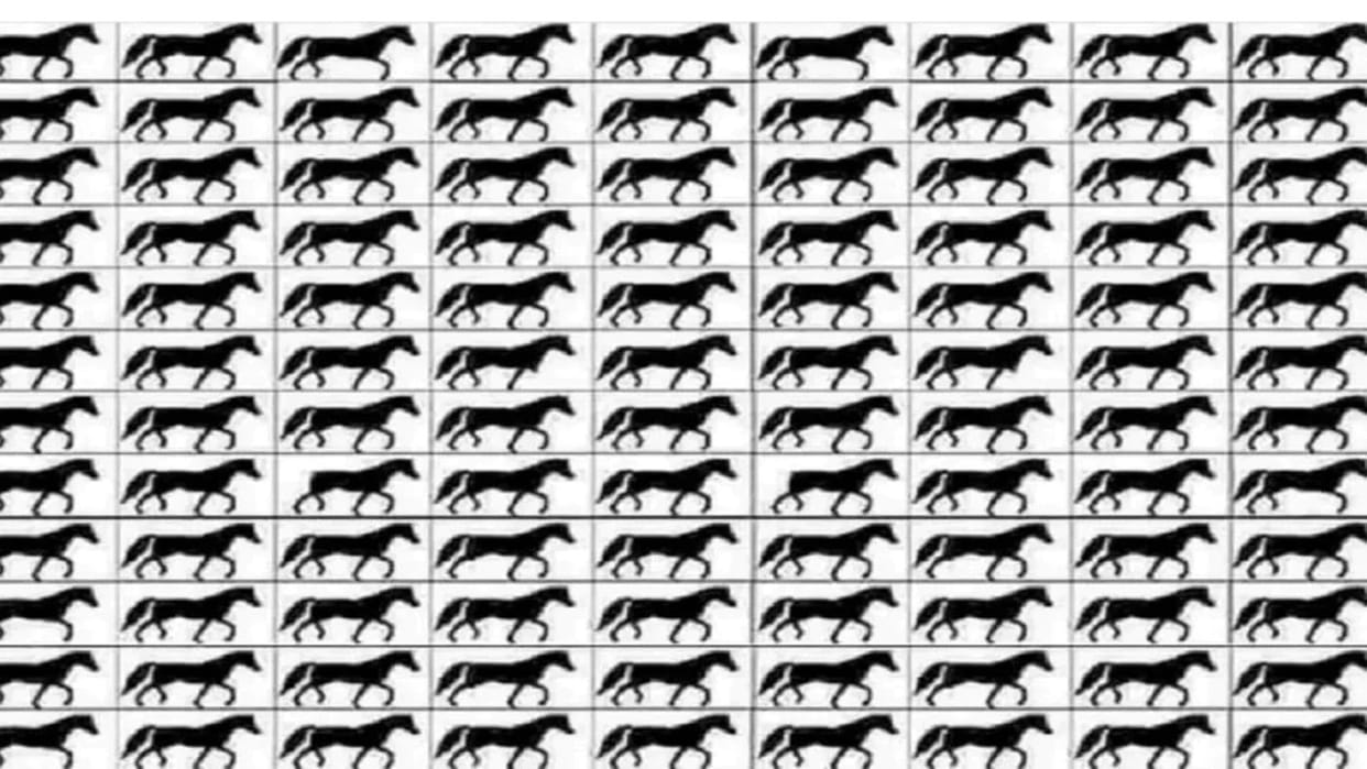 Optical Illusion viral photo spot horses with 3 legs in 20 seconds brain teaser photo puzzle