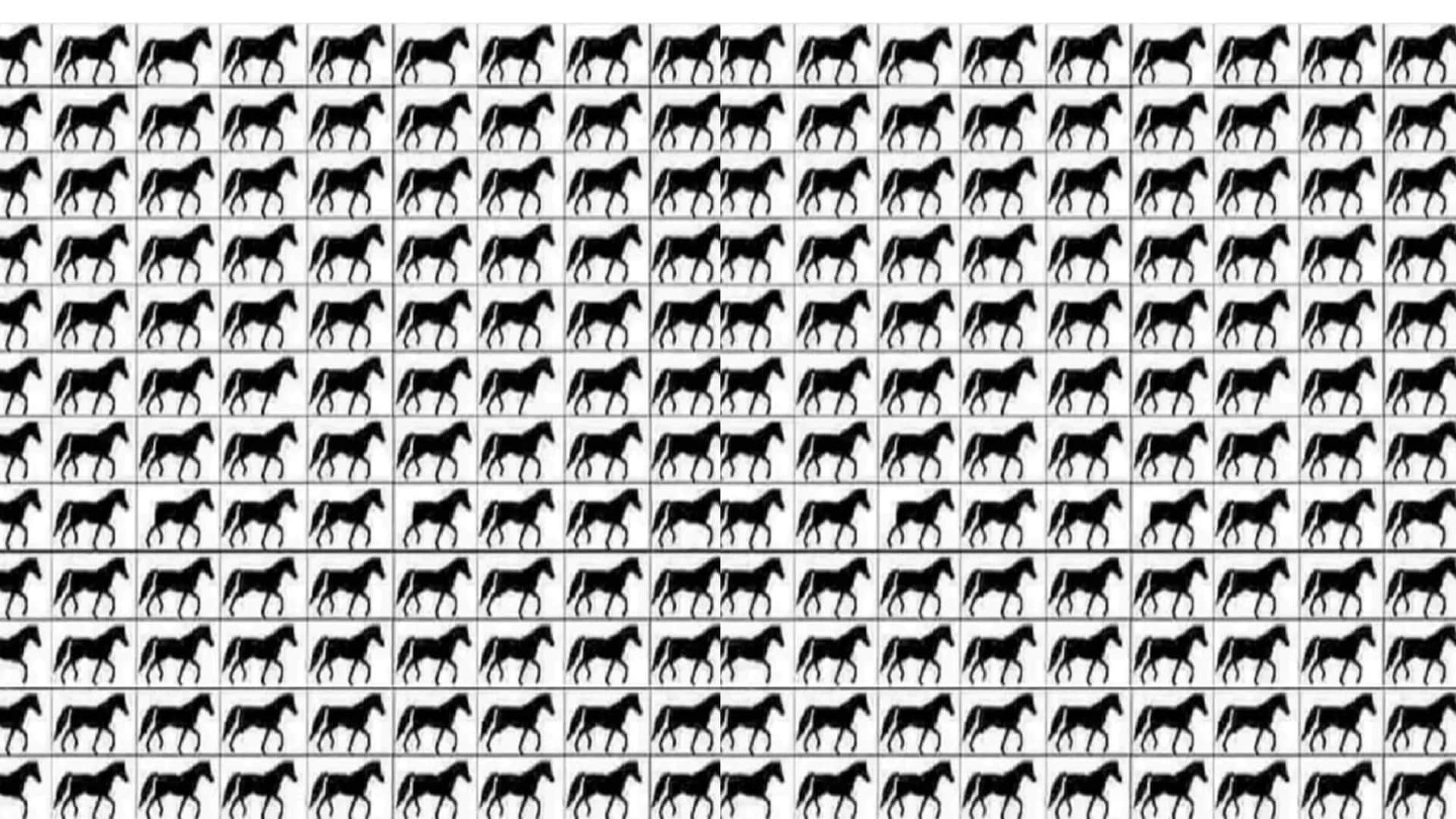 Optical Illusion viral photo spot horses with 3 legs in 20 seconds brain teaser photo puzzle