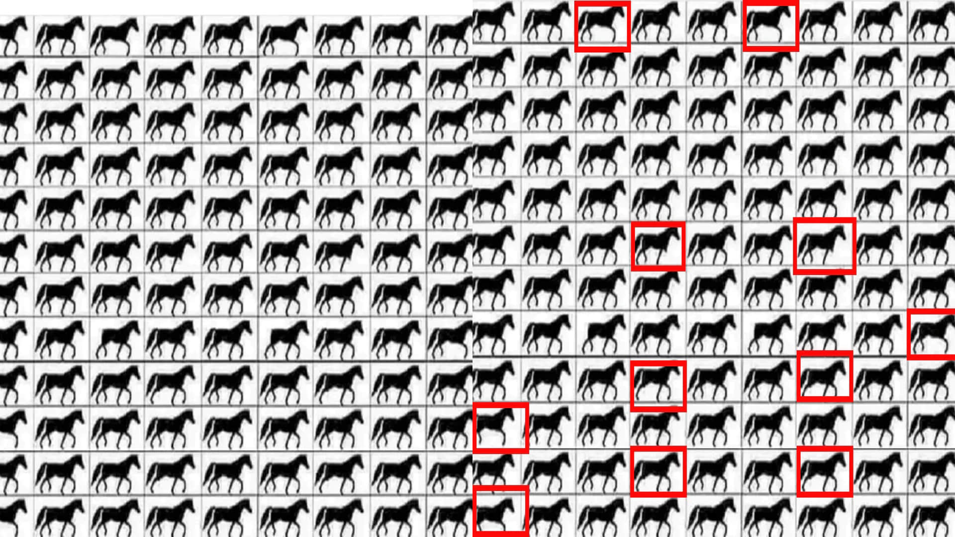 Optical Illusion viral photo spot horses with 3 legs in 20 seconds brain teaser photo puzzle