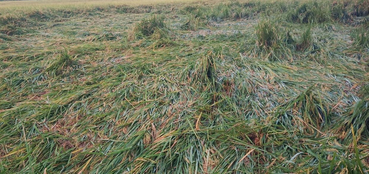 Also see the condition of the crops from the satellite from which the burning straw is seen.