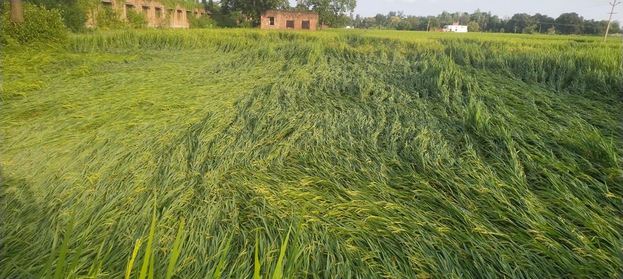 Paddy crop fell due to heavy rain with wind, trouble due to water logging