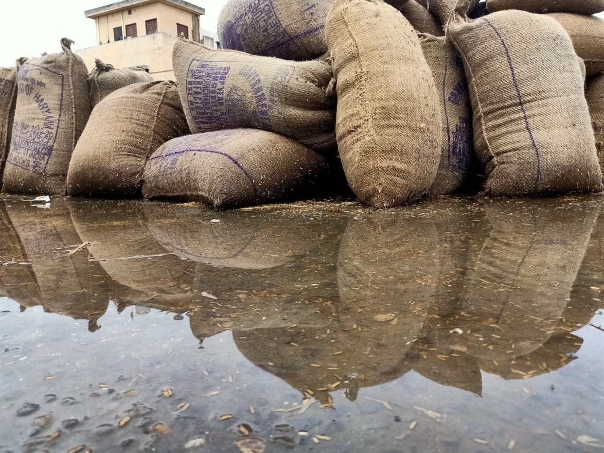 Crops laid in the fields due to rain and strong wind, paddy soaked in the market
