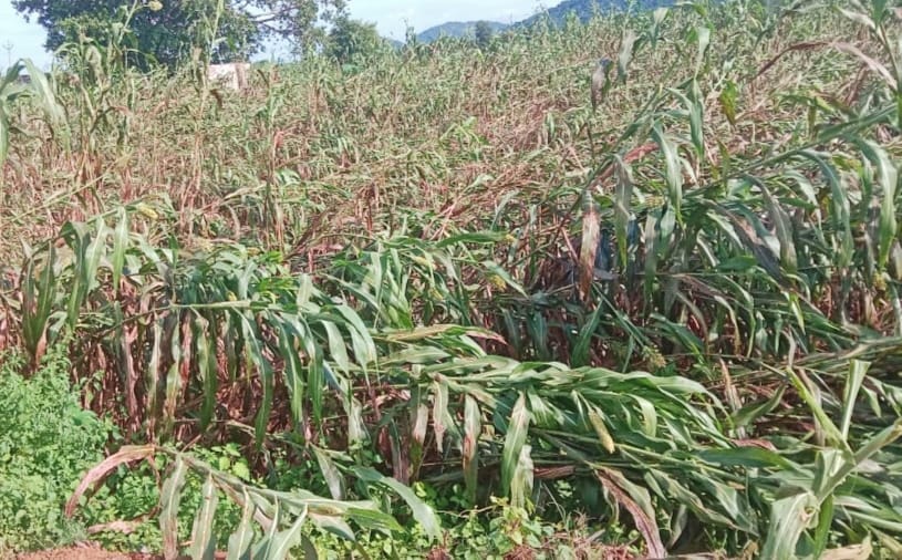 Jowar and sesame crop fell due to storm and rain