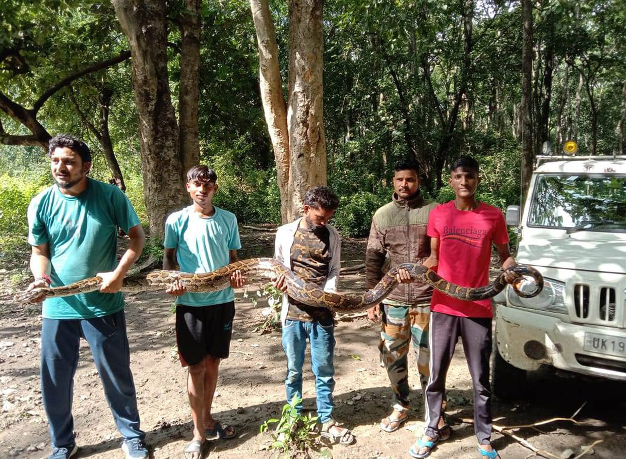 Python seen in new colony