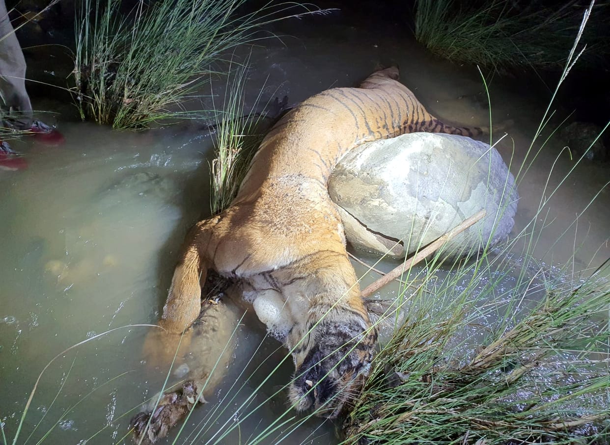 Tiger dies due to drowning in water