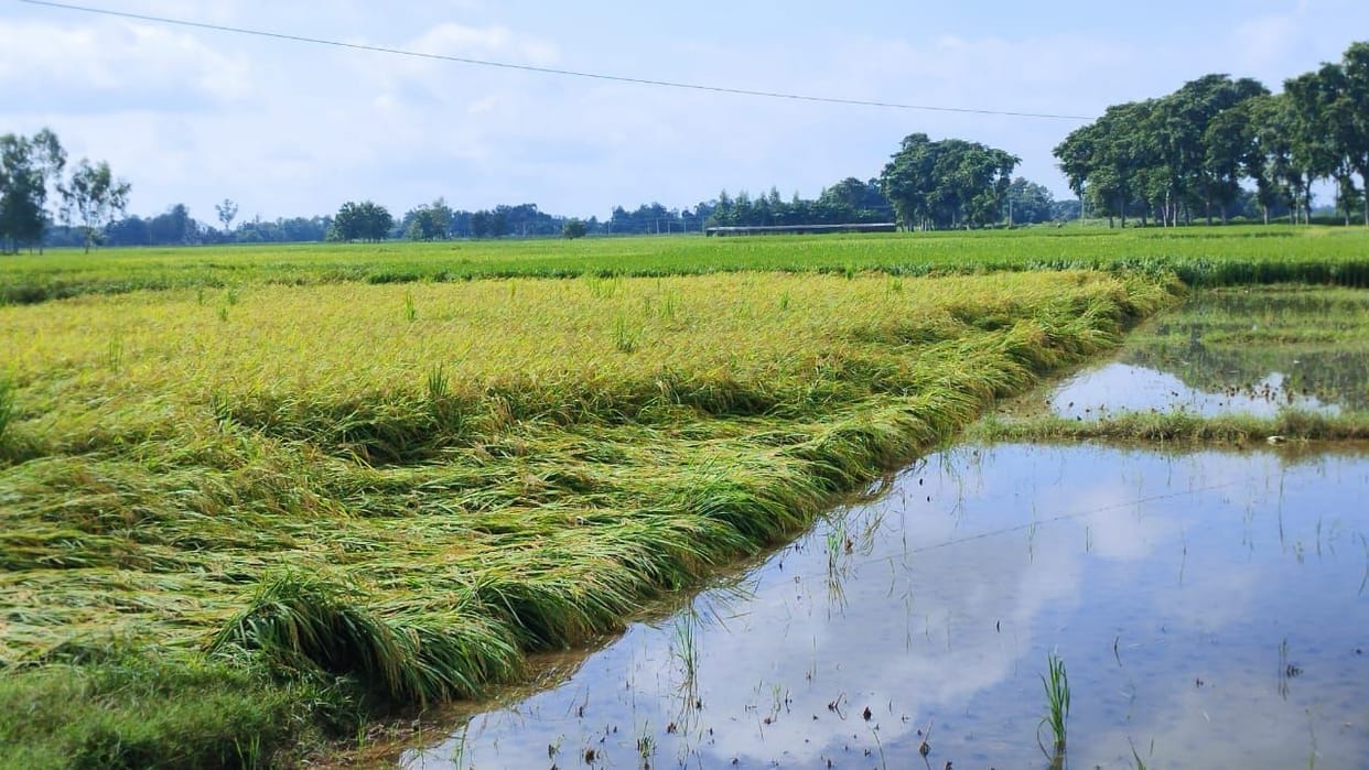 Rainfall, crop getting ruined, problems increased due to water logging