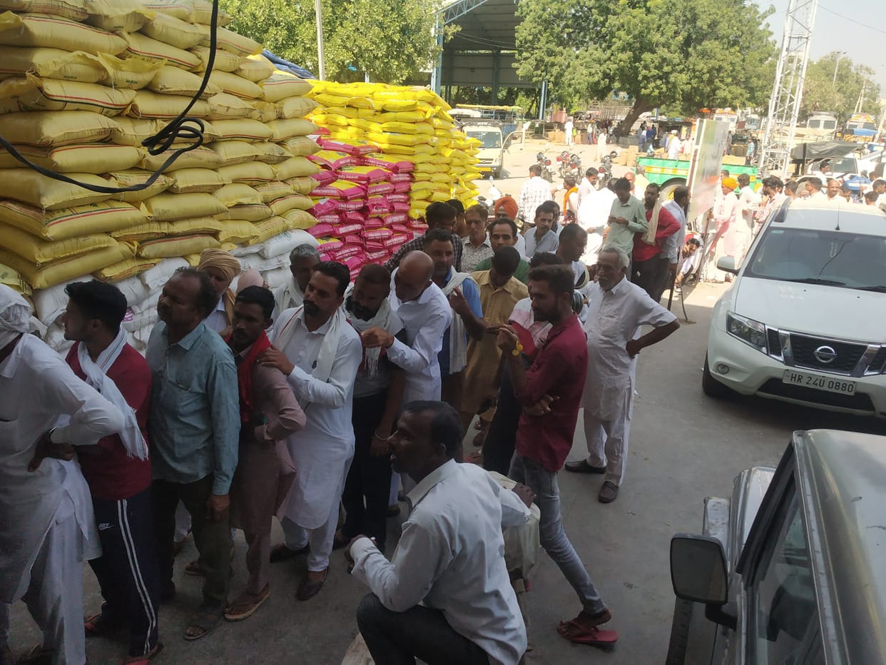 Fight for DAP even before sowing of wheat