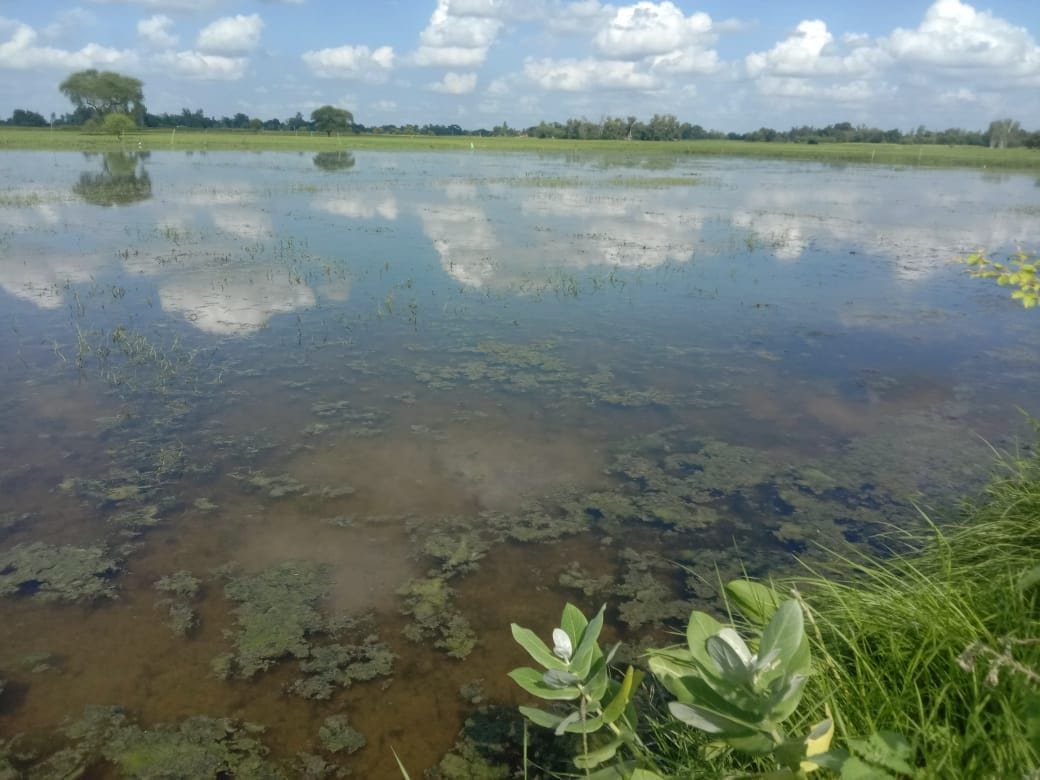 gonda,cane,rice,agricultur