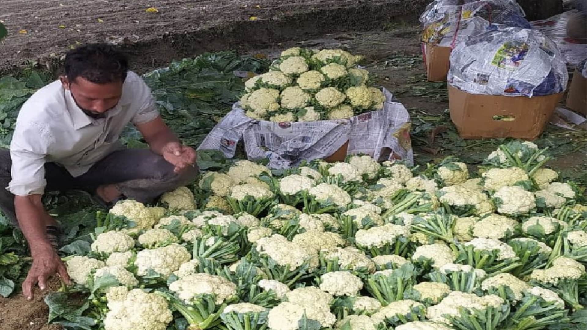 Damage to three thousand bigha cabbage crop due to rain