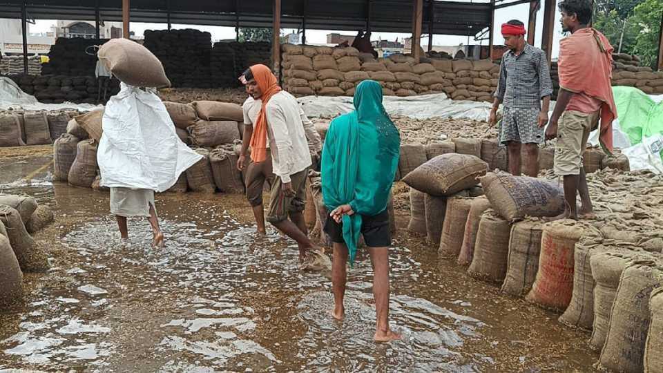 10 lakh metric tonnes of paddy soaked in the mandis of Haryana