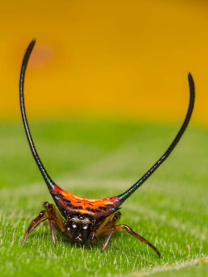 Macracantha Arcuata