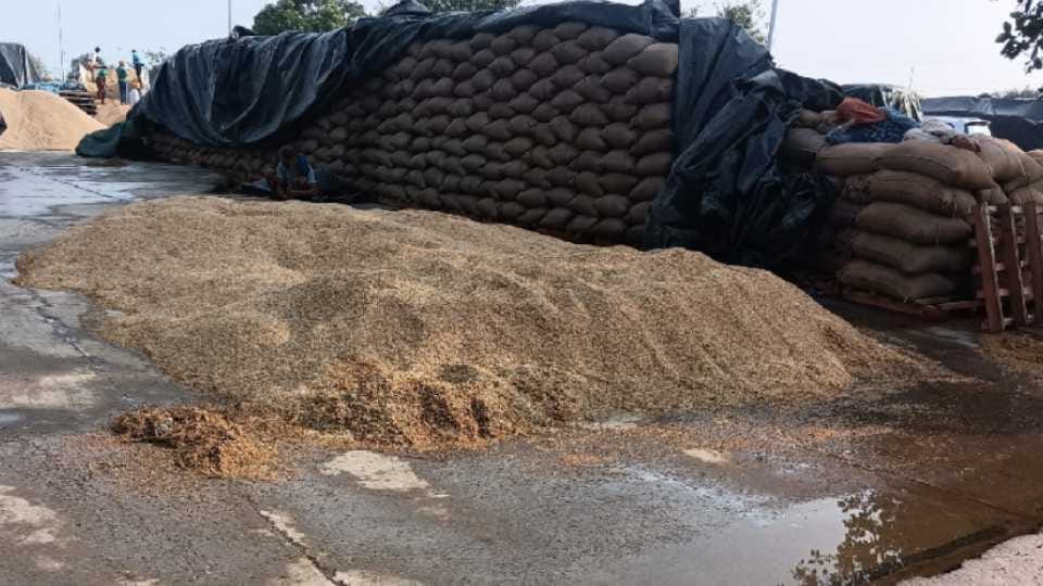 Paddy crop soaked in mandis due to rain in Punjab
