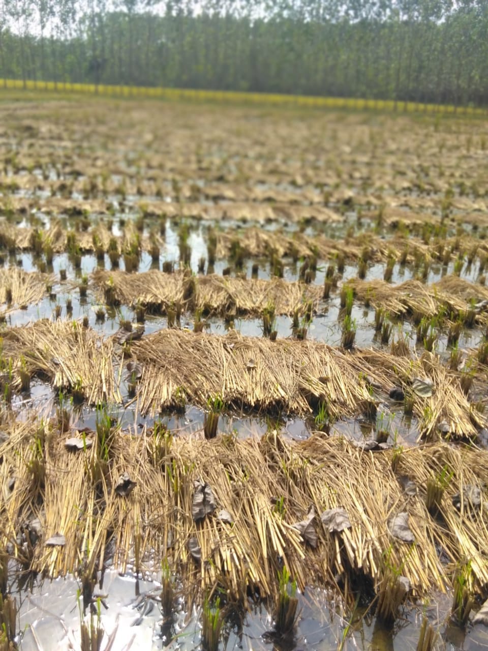 Farmers' concern increased after seeing paddy crops submerged