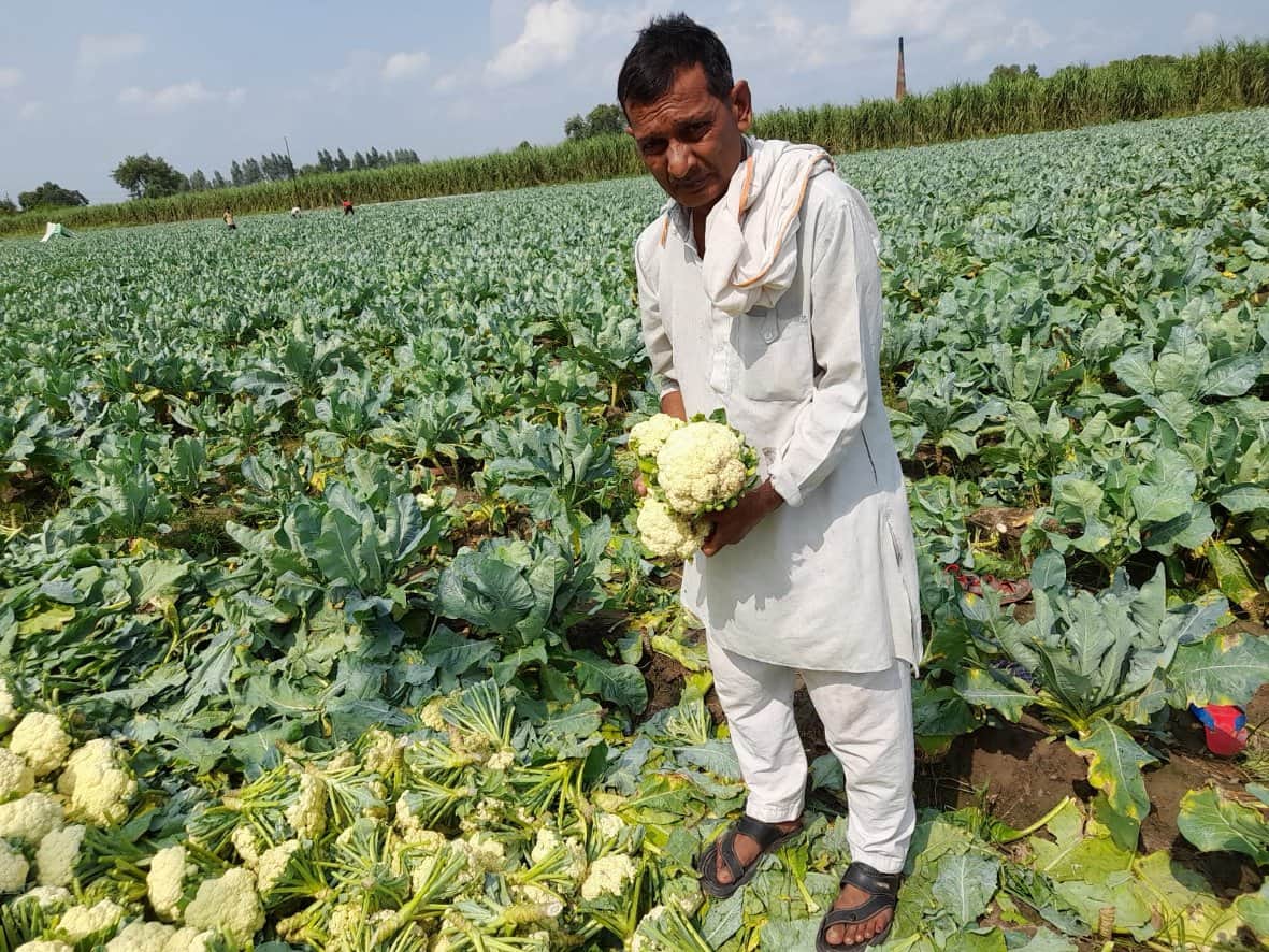 Damage to three thousand bigha cabbage crop due to rain