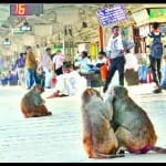 आगरा कैंट स्टेशन पर बंदर