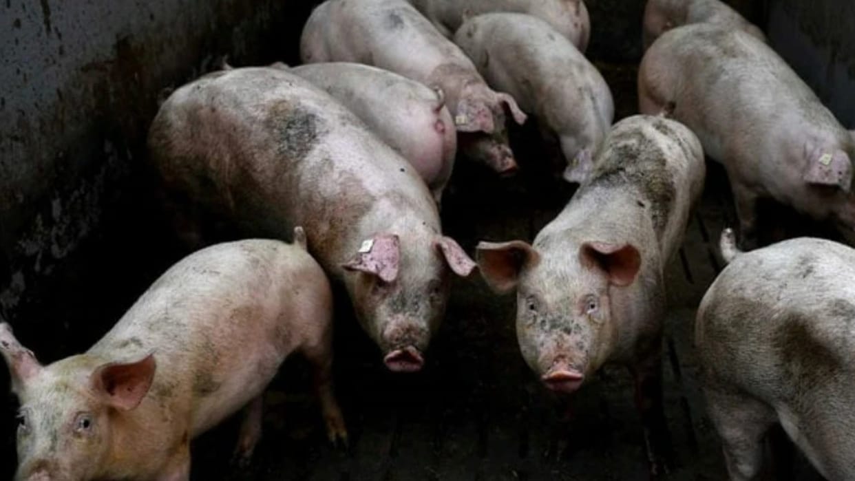 15 pigs found died in Jaipur possibility of African Swine Fever