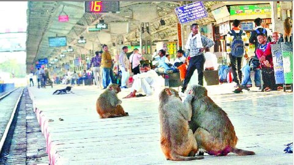 Passenger missed train due to monkeys at Agra Cantt railway station