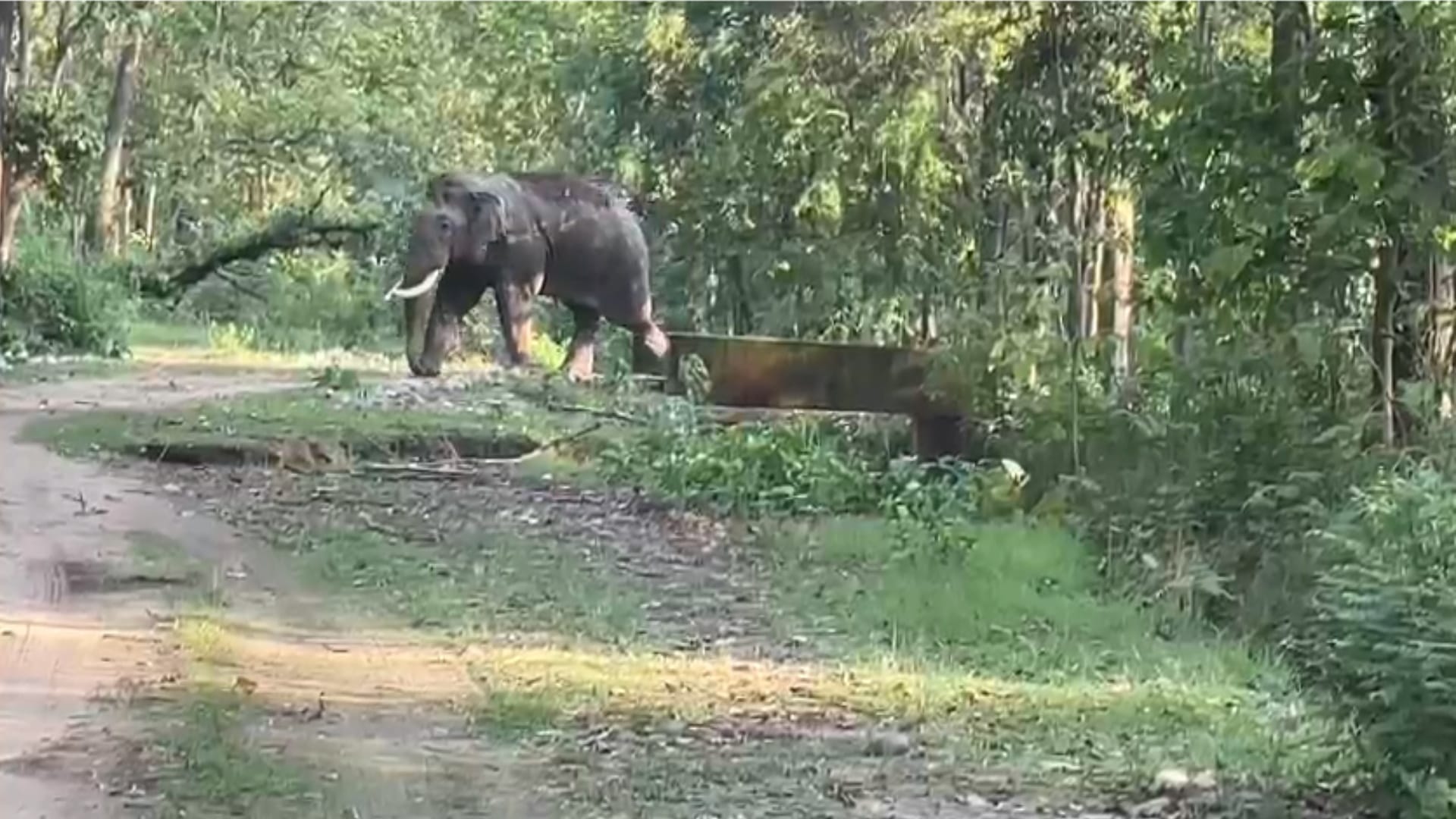 Bijnor: more than fifty elephants seen together in Amangarh, tourists excited