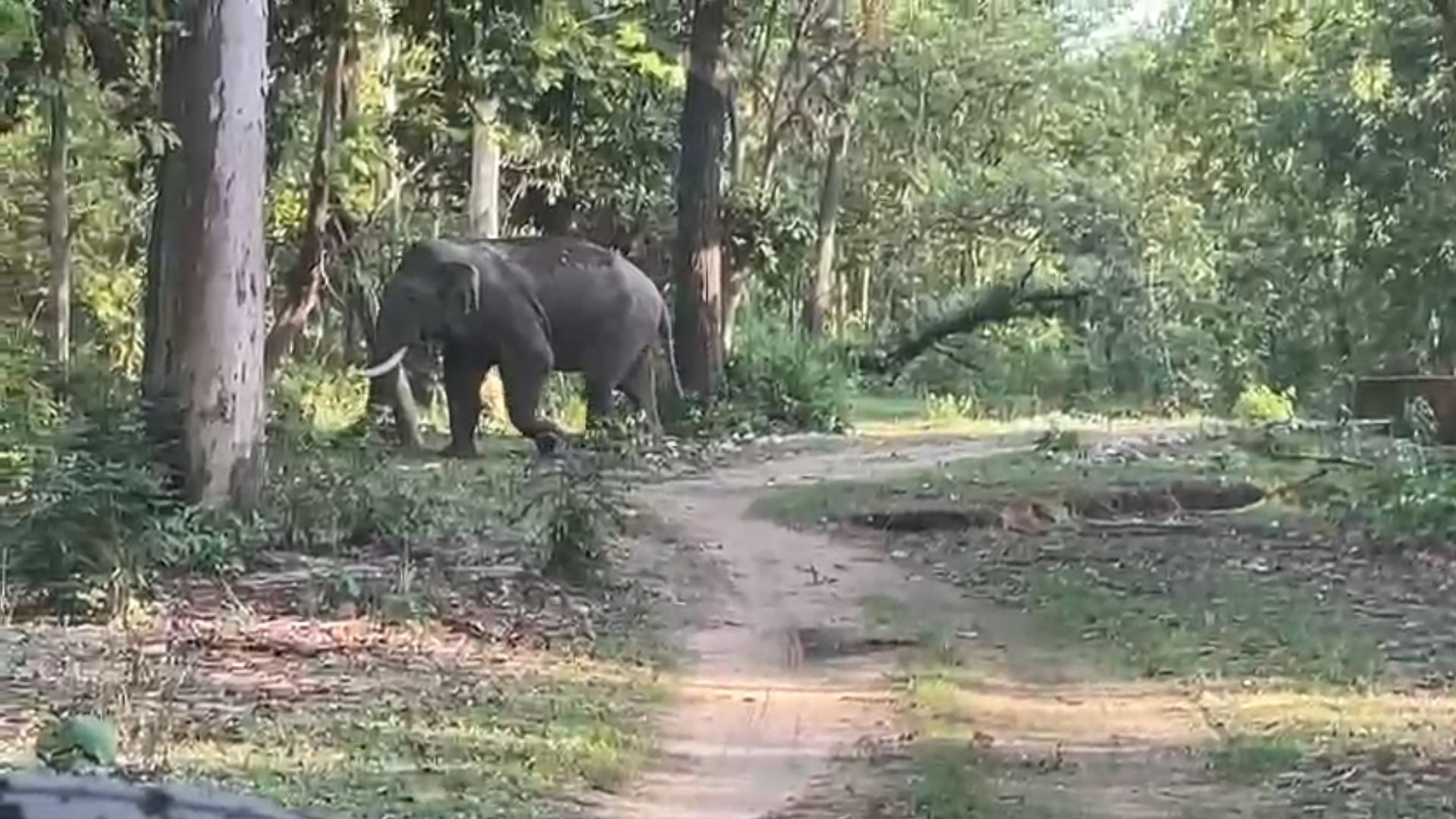Bijnor: more than fifty elephants seen together in Amangarh, tourists excited