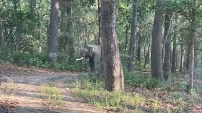 Amangarh forest ready for tourism, waiting for date