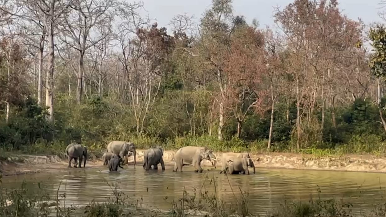 Bijnor: more than fifty elephants seen together in Amangarh, tourists excited
