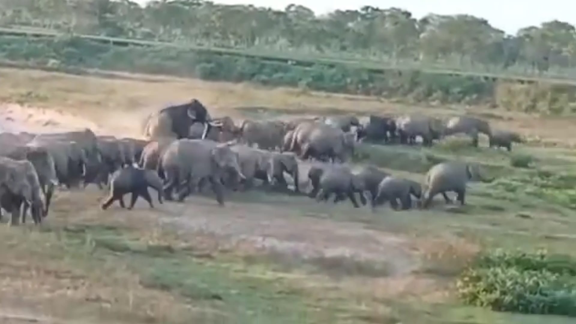 Bijnor: more than fifty elephants seen together in Amangarh, tourists excited