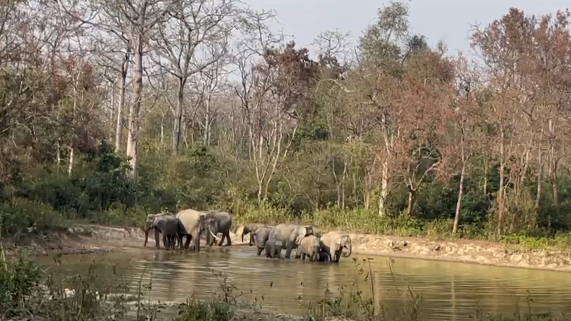 Bijnor: more than fifty elephants seen together in Amangarh, tourists excited