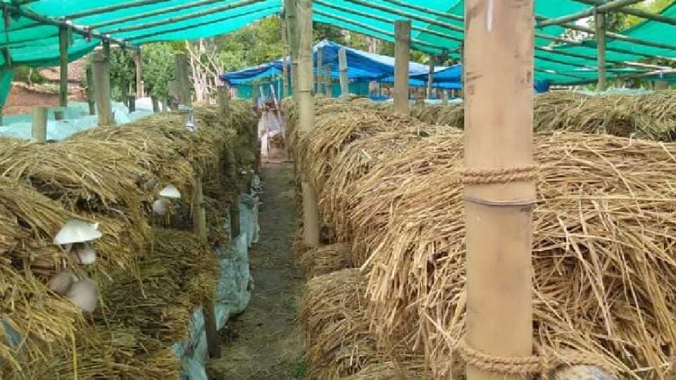Mushroom growing from paddy straw in Punjab
