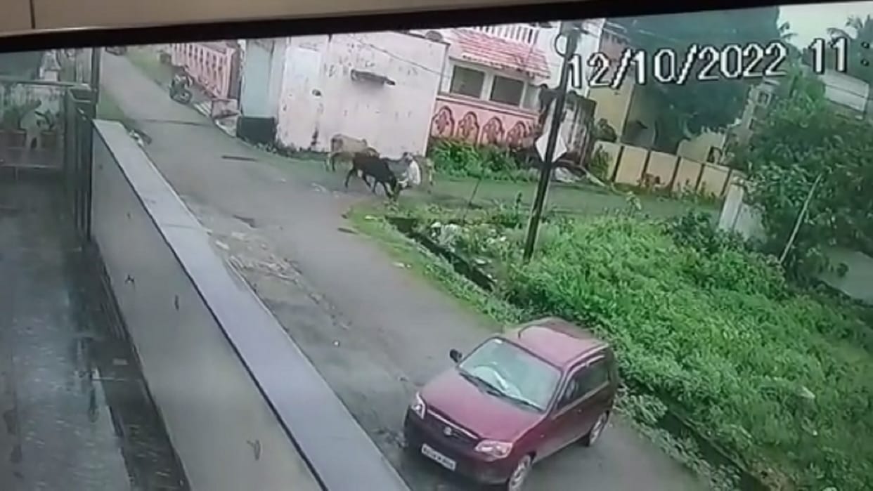 retired SECL employee dies due to cow thrashing in chhattisgarh bilaspur