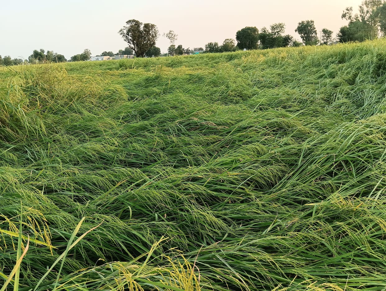 agriculture