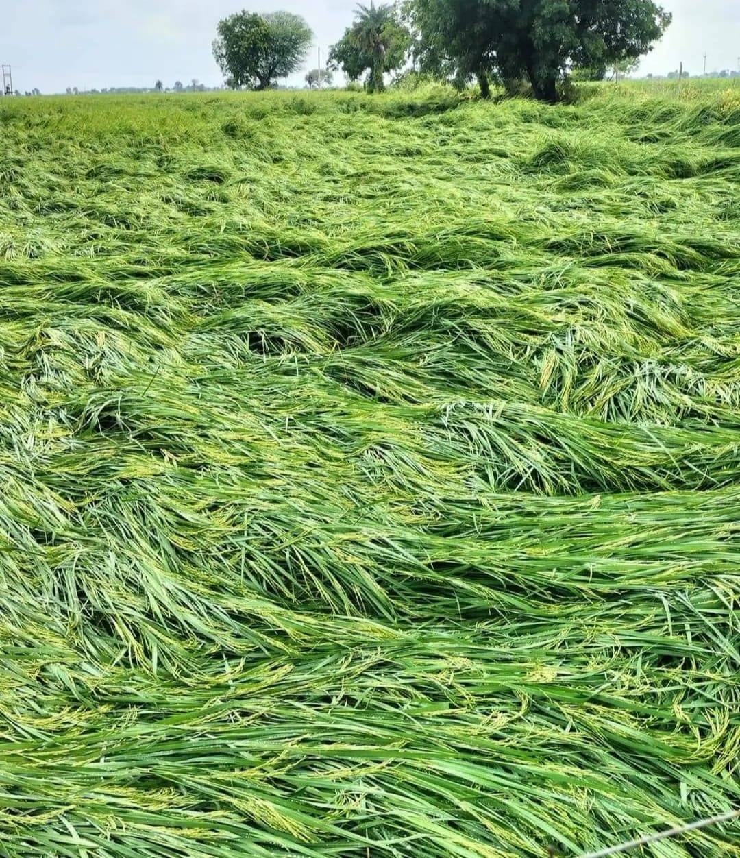agriculture