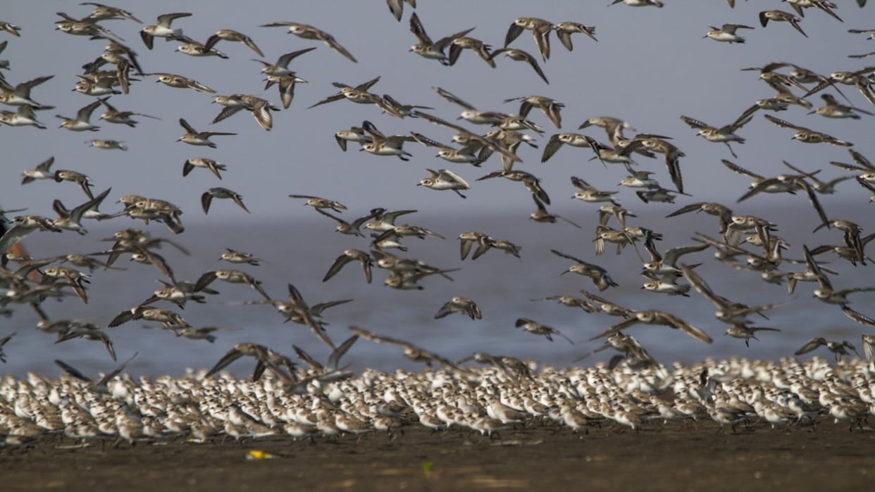 National Wildlife Week 2022: interesting facts about shorebirds in hindi