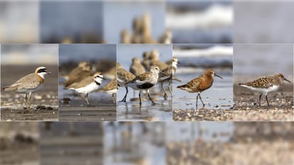 National Wildlife Week 2022: interesting facts about shorebirds in hindi