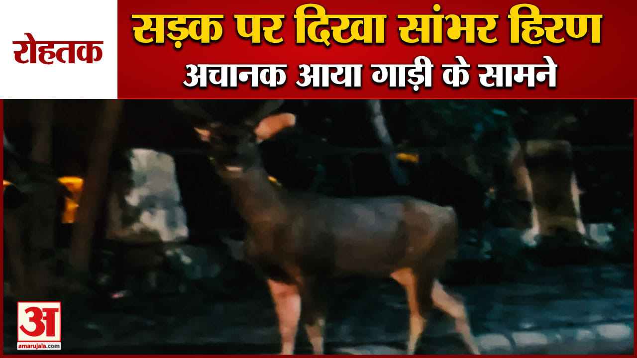 रोहतक