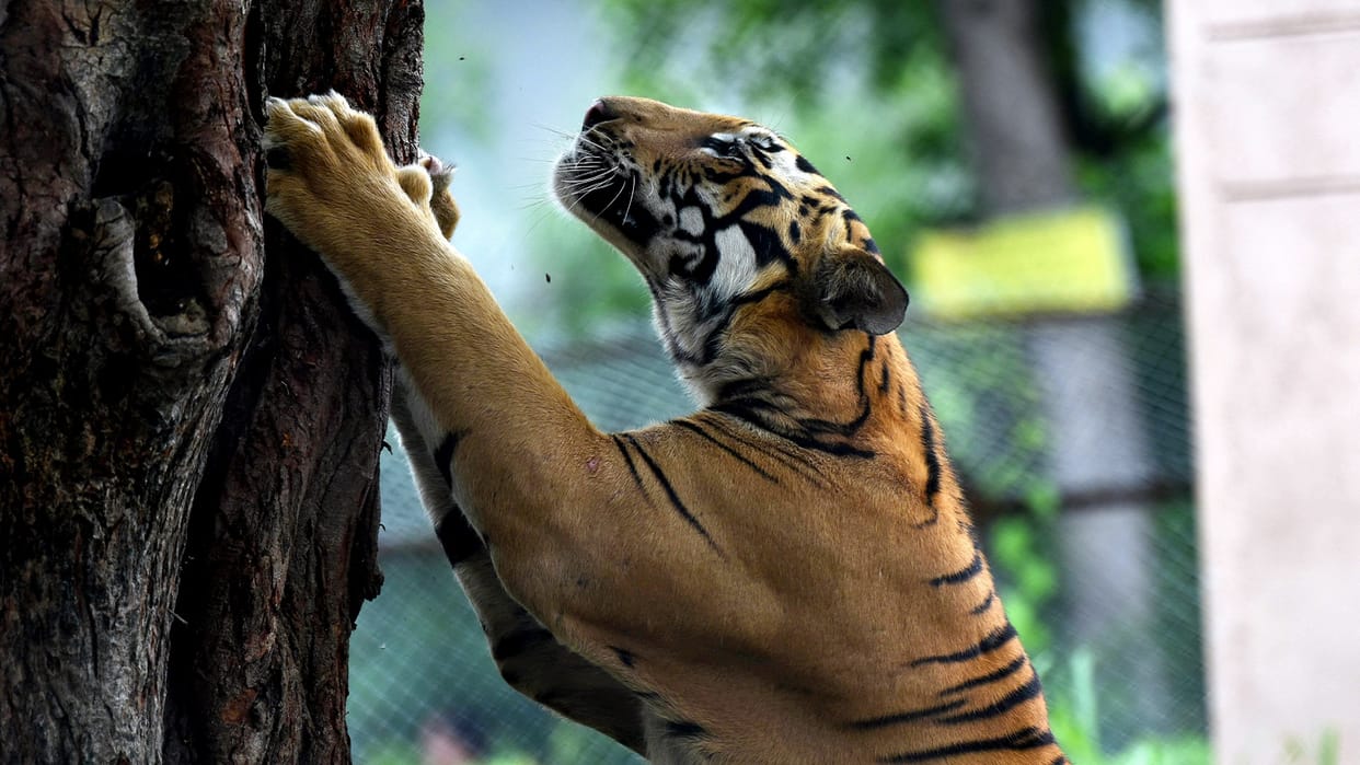 Living Planet Report 2022: 69 percent less wildlife today than 50 years ago