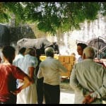 पकड़ा गया सांड