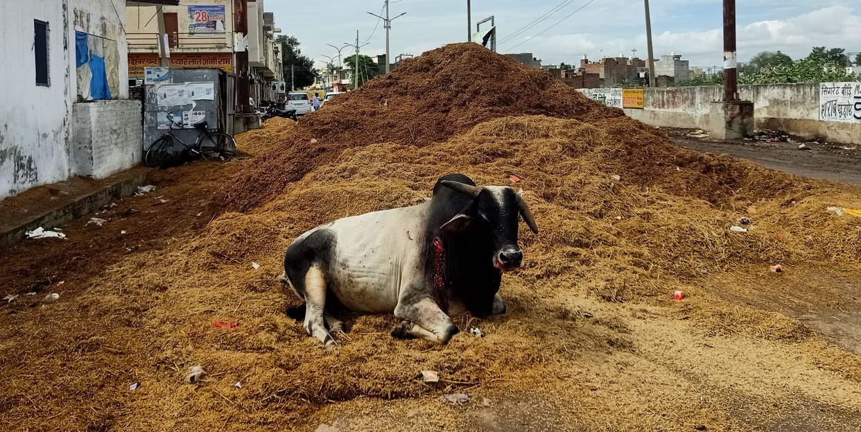 New grain market, trouble due to piles of straw on the surrounding roads