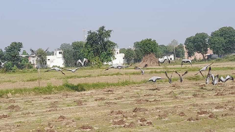 Agra before winter foreign kurja birds demoiselle crane camped