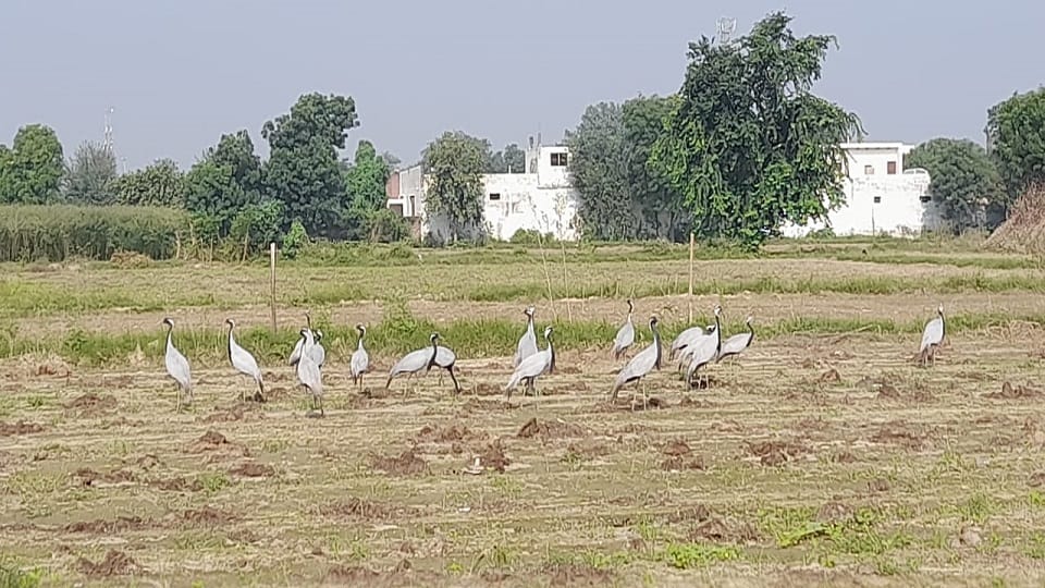 Agra before winter foreign kurja birds demoiselle crane camped