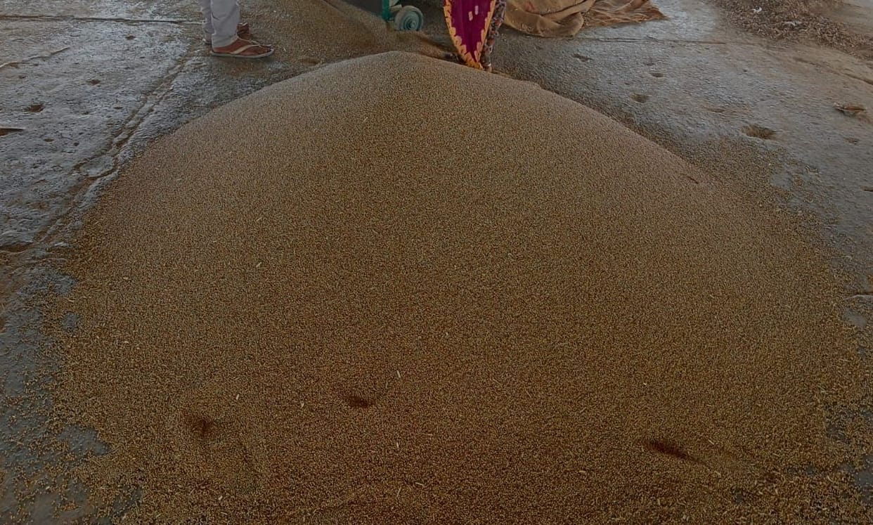 No government procurement, bajra sold to private hands at a lower rate of up to Rs 650