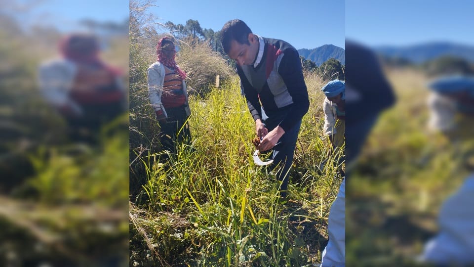 Uttarakhand News: Uttarkashi DM Abhishek ruhela cuted mandua crop in feild Photos