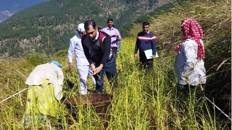Uttarakhand News: Uttarkashi DM Abhishek ruhela cuted mandua crop in feild Photos