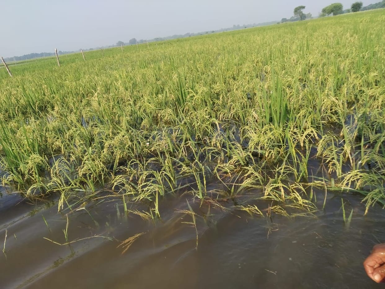 gonda,village,flud,rice crop