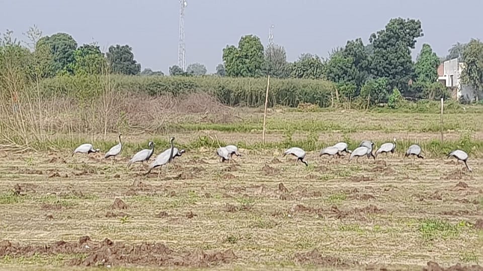Agra before winter foreign kurja birds demoiselle crane camped