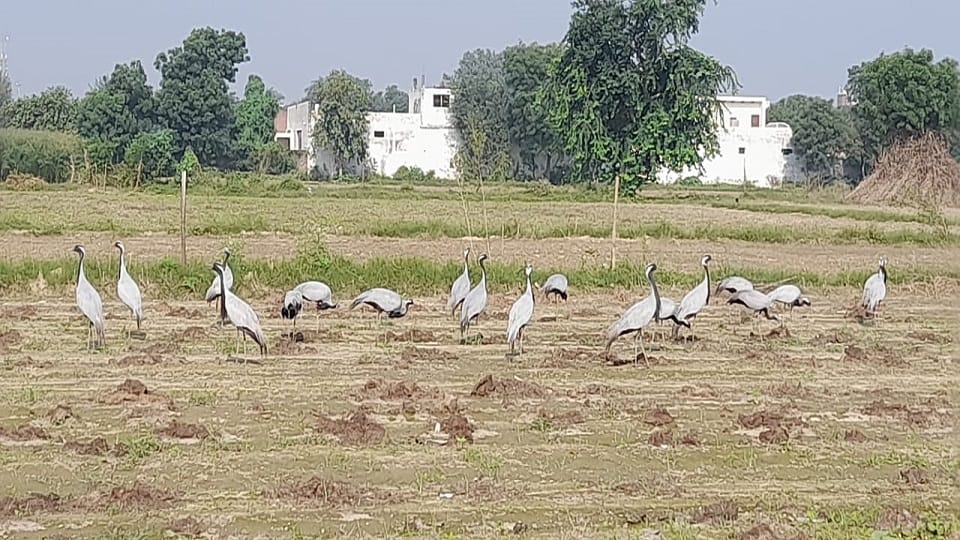 Agra before winter foreign kurja birds demoiselle crane camped