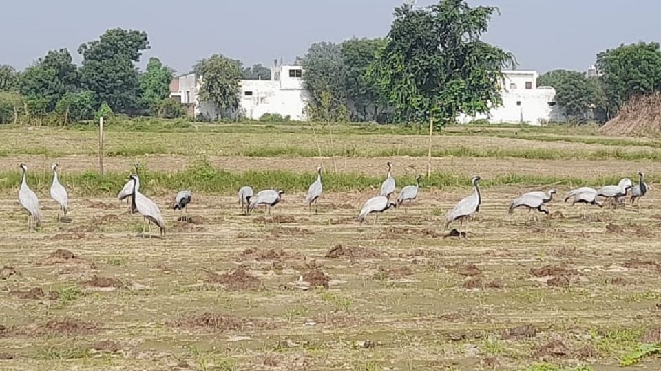 Agra before winter foreign kurja birds demoiselle crane camped