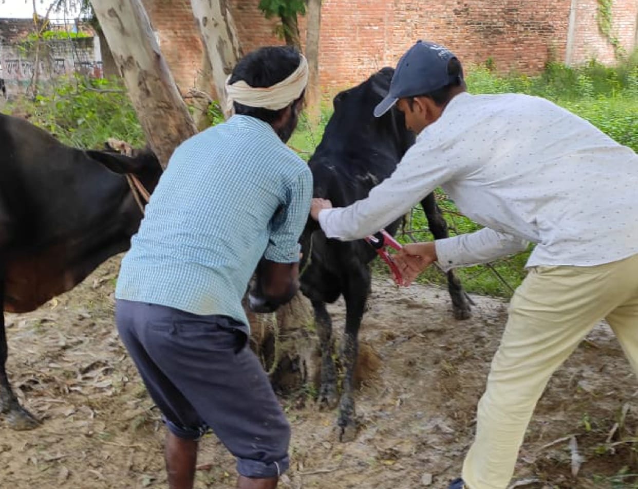 Kanpur Dehat: 26 cattle found suffering from lumpy virus, three in critical condition, one died a day ago