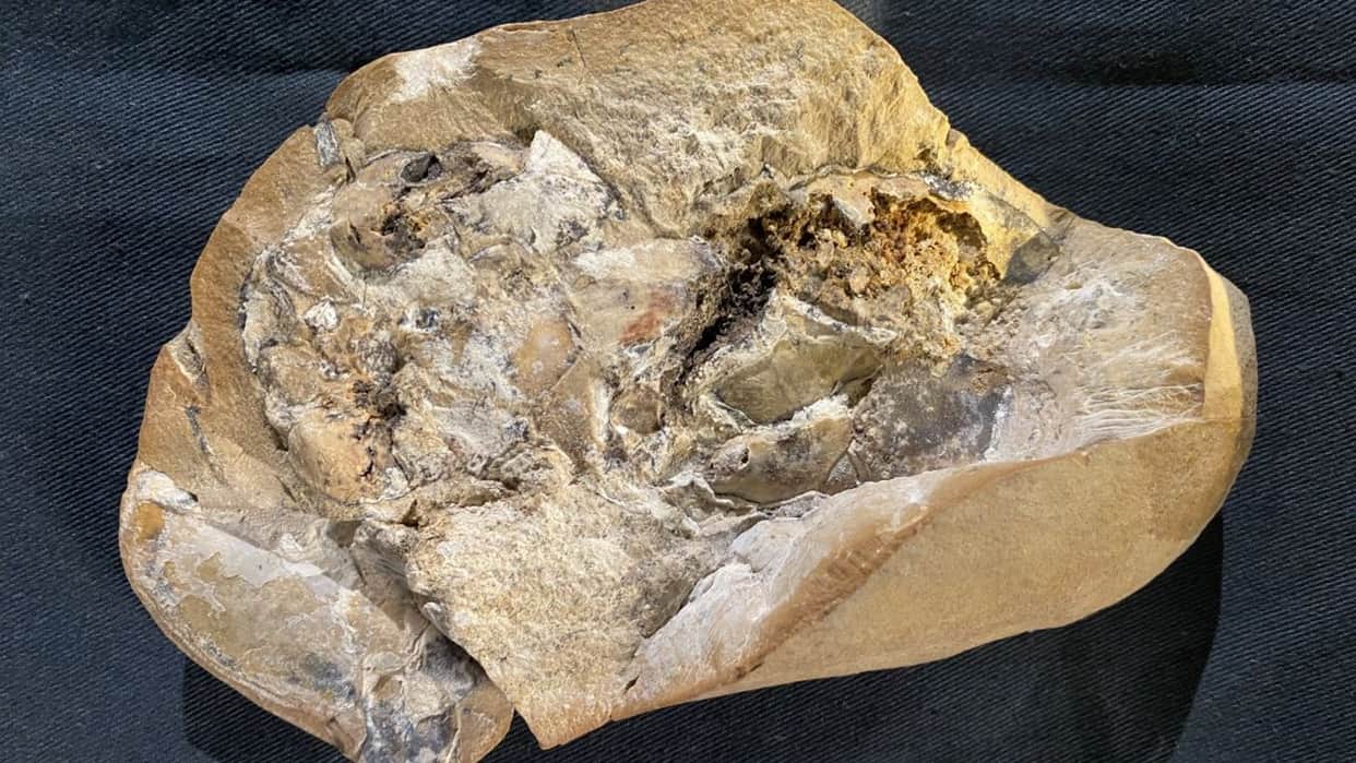 Oldest Heart: Scientists found world's oldest heart, know about the 380 million year old fossil