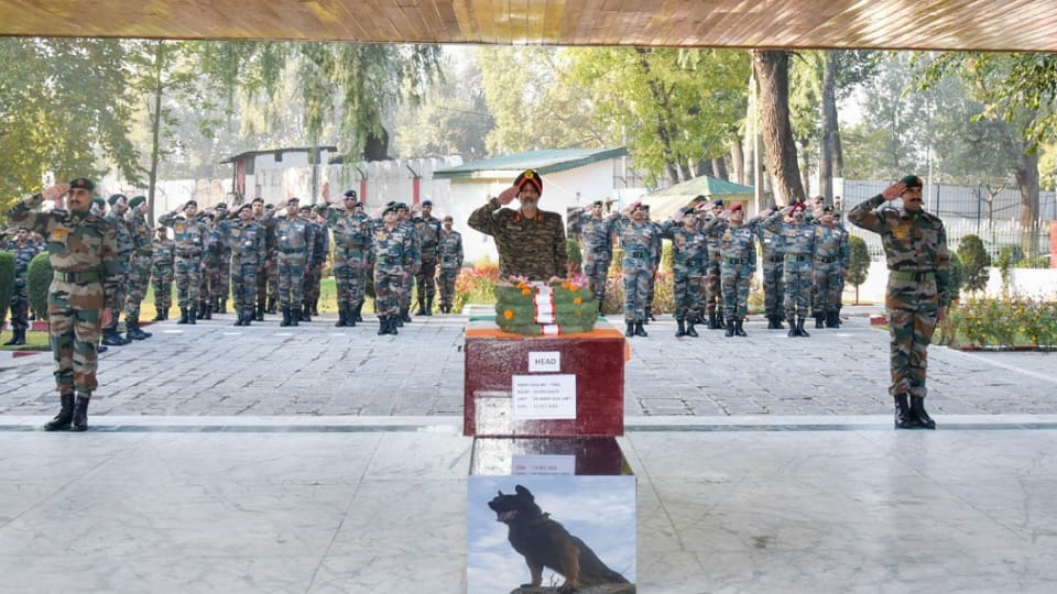 Tribute to Zoom: Army pays final salute to sniffer dog Zoom martyred in operation