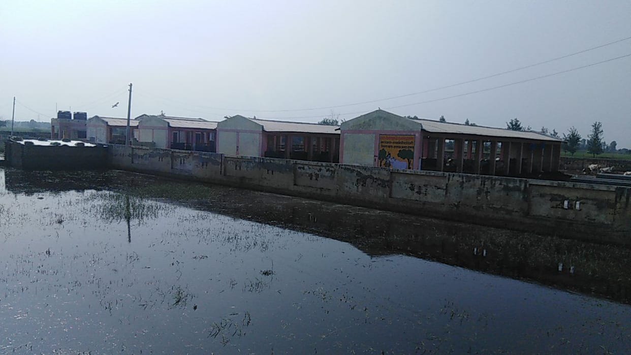 Hathras: The cows getting sick due to dirt in the cow protection center